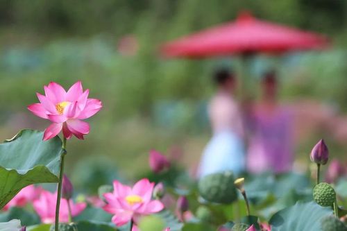 Đà Nẵng: Chiêm ngưỡng vẻ đẹp đầm sen Trà Lý