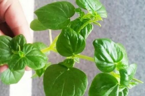 Rau dại ở Việt Nam thành 'vàng xanh' ở nước ngoài, giá đắt gấp 5 lần
