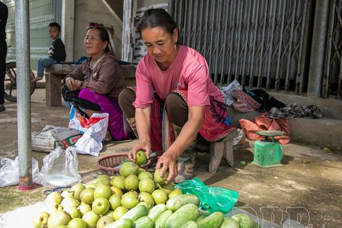 Phát triển cây ăn quả ở Pu Nhi
