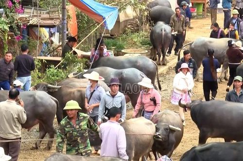 Bắc Hà thống nhất mở họp chợ trâu vào thứ 7 hàng tuần