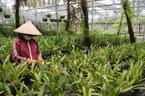 Thành công từ trồng lan vũ nữ