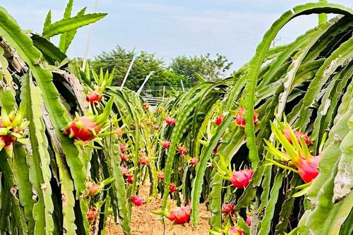 Sản xuất thanh long VietGAP: Quyết tâm thực hiện trong thế khó
