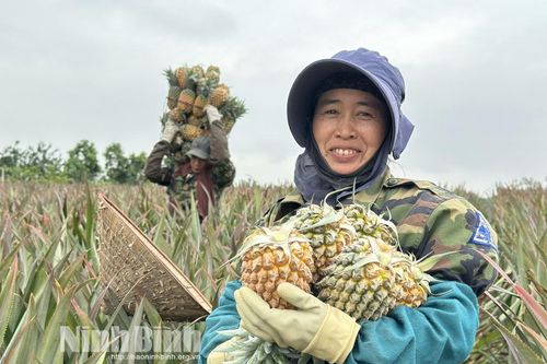 Dứa Đồng Giao bội thu, nông dân 'hái ra tiền'
