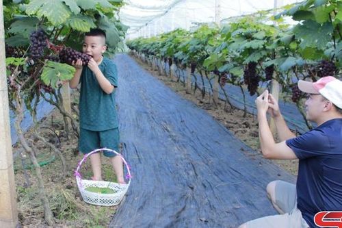 Vườn nho hạ đen thu hút khách trải nghiệm