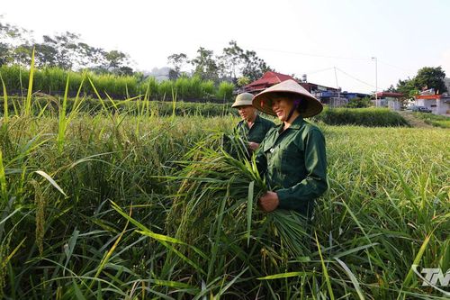 Hồn quê trong từng hạt ngọc xanh