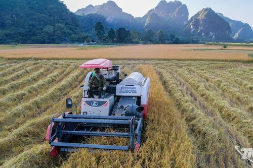 Thái Nguyên: Phấn đấu sản lượng lương thực đạt trên 625 nghìn tấn