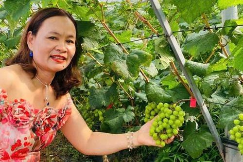 Độc đáo vườn nho giữa hồ Thác Bà thu hút du khách