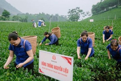 Đồng hành nâng tầm vóc cây chè Thái Nguyên
