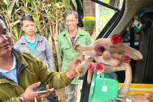 Chuỗi liên kết cùng HTX giúp mở rộng 'cánh cửa' thoát nghèo cho người dân Sông Vàng