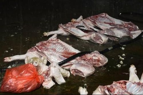 Phanh phui đường dây tiêu thụ thịt lợn nhiễm bệnh quy mô lớn tại Hà Nội