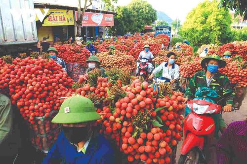 Cần chiến lược xúc tiến xuất khẩu nông sản mùa vụ
