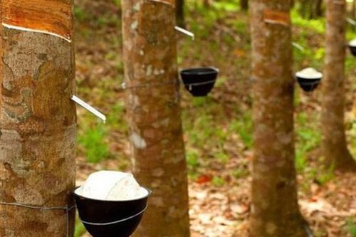 Cao su Tây Ninh (TRC) lên kế hoạch bán toàn bộ cổ phiếu quỹ với giá tối thiểu 51.000 đồng/cp