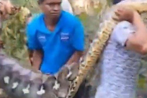 Clip: Người đàn ông 61 tuổi bị trăn khổng lồ tấn công, thi thể được phát hiện bên trong bụng con vật