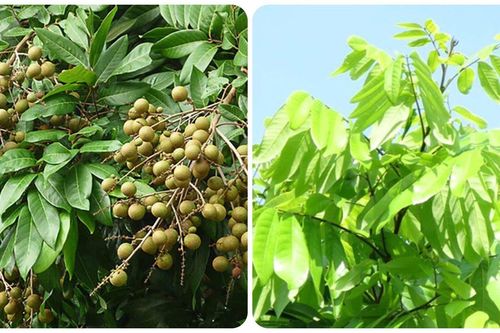 Lá nhãn có uống được không?