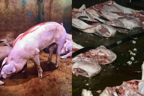 Bắt giữ chủ cơ sở giết mổ, phân phối thịt lợn nhiễm bệnh vào chợ và quán ăn ở Hà Nội