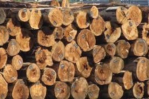 Công bố 919 loài gỗ đã nhập khẩu vào Việt Nam