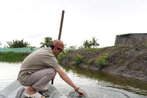 Làm giàu từ mô hình nuôi tôm quảng canh cải tiến