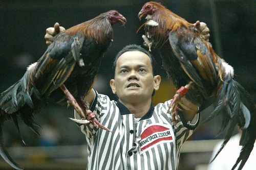 Tại sao đá gà 'hái ra tiền' tại Philippines?