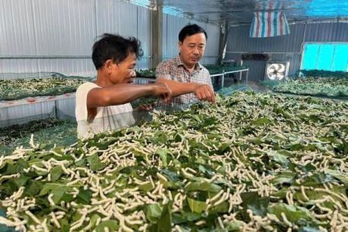 Thu nhập ổn định từ nghề nuôi tằm trong phòng điều hòa