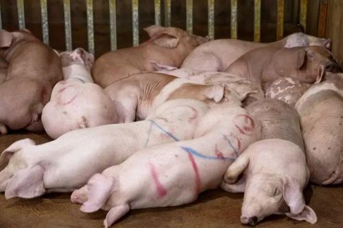 Hà Nội: Triệt phá đường dây mổ heo bệnh, bán ra thị trường