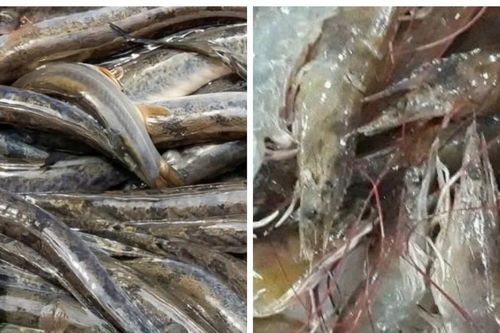 Cà Mau: Mô hình khuyến nông hỗ trợ nuôi tôm nhưng biên bản thả giống ghi cá kèo