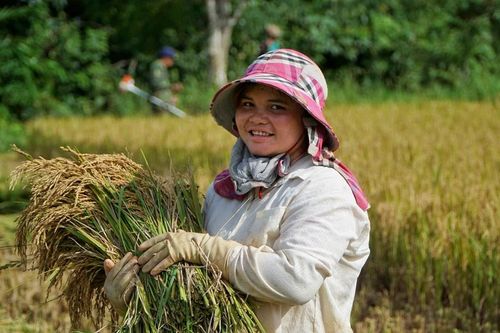 Mùa vàng dưới chân núi Kon Tu Rằng