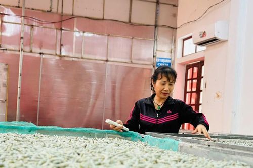 Lắp máy lạnh nuôi tằm cho thu nhập nửa tỉ/năm