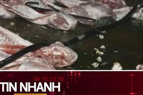 TIN NHANH: Cá biển có màu đỏ; Lời khai của các đối tượng giết mổ, tiêu thụ lợn bệnh
