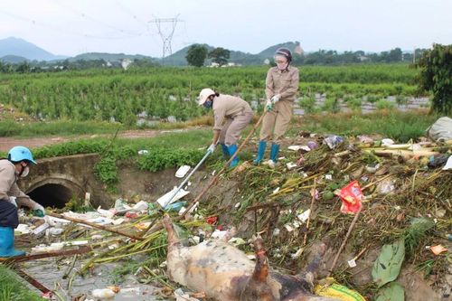 Xác lợn xuất hiện trên nhiều kênh, mương ở Thanh Hóa