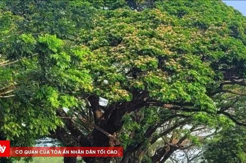 Nhiều cây me tây cổ thụ dọc Tỉnh lộ 672 bị lột vỏ