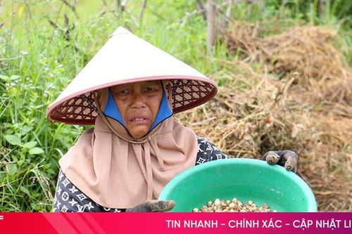 Hành tăm rớt giá, nông dân 'đỏ mắt' chờ thương lái