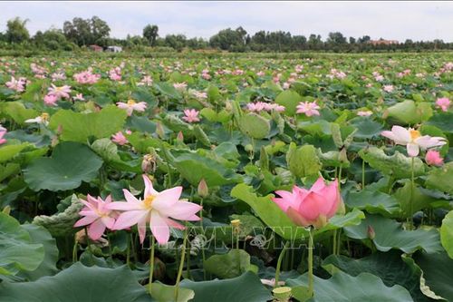 Cấp 1.441 bằng độc quyền sáng chế trong tháng 6/2025