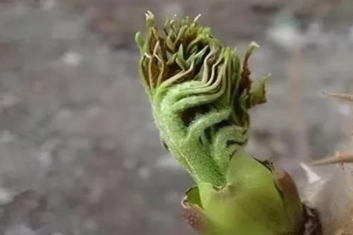'Lộc trời' mọc từ cây đầy gai nhọn, nay thành đặc sản giá 36 triệu/kg vẫn có người xuống tiền mua