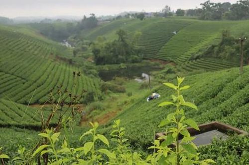 Người trà trà người