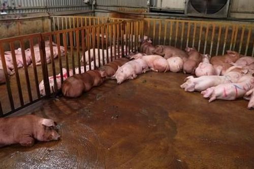 Triệt phá đường dây giết mổ, tiêu thụ thịt lợn nhiễm dịch tả lợn châu Phi
