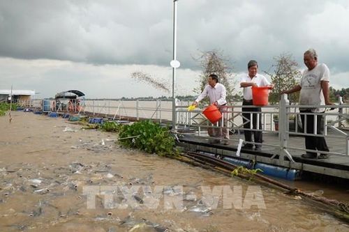 Đồng Tháp giữ 'lộc trời' giữa dòng sông Tiền