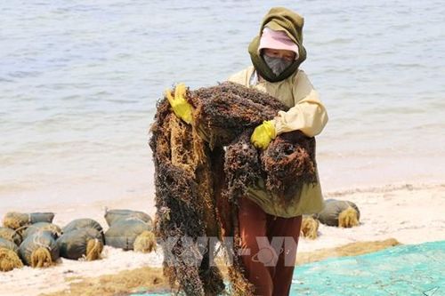 Rong mơ vào vụ, ngư dân Khánh Hòa trúng đậm