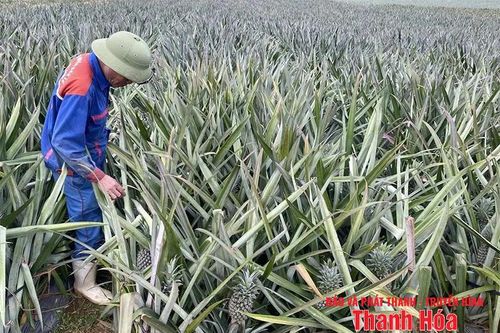 Giá dứa nguyên liệu tăng cao, doanh nghiệp gặp khó