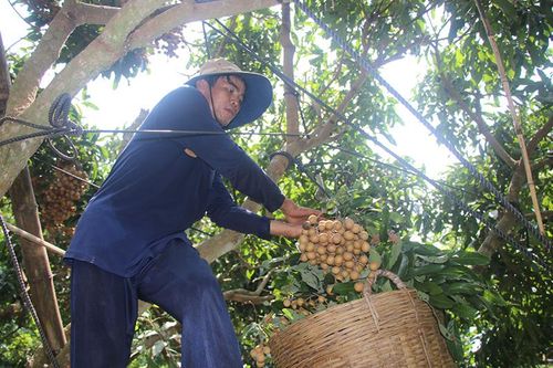 Giá nhãn giảm