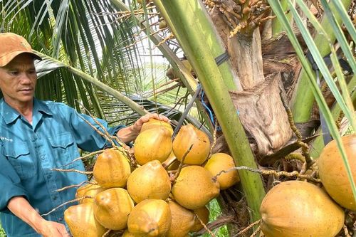 Cây dừa xiêm 'bén duyên' với vùng đất Ia Dom
