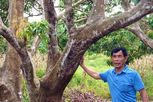 Những mùa quả ngọt