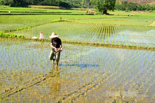 Hướng tới vụ mùa thắng lợi