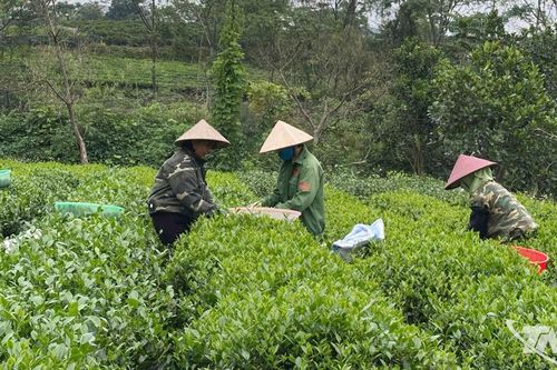 Sản xuất chè an toàn và những đòi hỏi từ thực tiễn