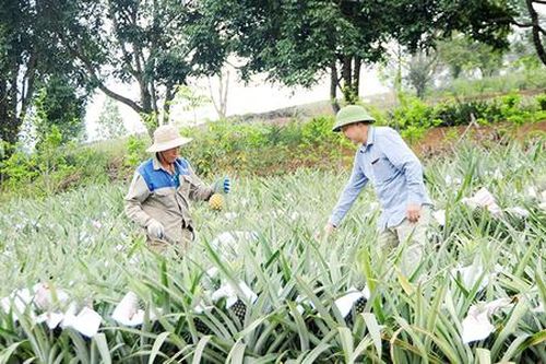 Hành trình thoát nghèo, làm giàu từ cây dứa ở Hương Sơn