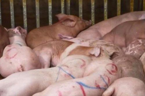 Triệt phá đường dây giết mổ, tiêu thụ thịt lợn bệnh