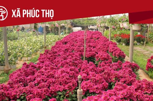 Xã Phúc Thọ: Tất cả thông tin chỉ dẫn bạn cần biết