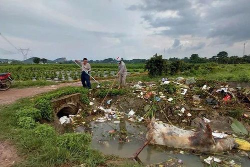 Ám ảnh hàng chục xác lợn chết thả trôi trên hệ thống kênh cung cấp nước ở Thanh Hóa, chưa tìm thấy 'thủ phạm'