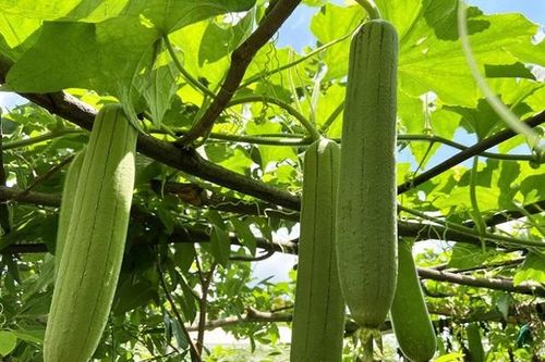 Nước giải khát bổ dưỡng từ quả mướp tươi