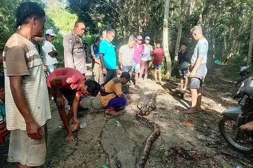 Tìm thấy thi thể người đàn ông trong bụng trăn ở Indonesia