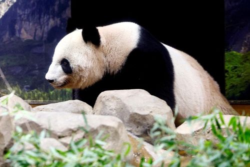 Nhật Bản muốn mượn gấu trúc để hâm nóng quan hệ với Trung Quốc